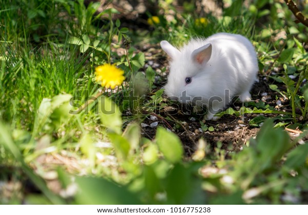 Small Bunny Rabbit Nature Looking Stock Photo (Edit Now) 1016775238