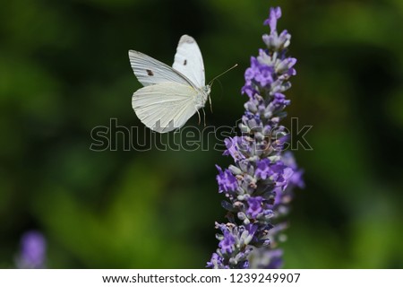 small white or cabbage white butterfly closeup Latin pieris rapae feeding on a flowering lavender lavandula in spring in Italy