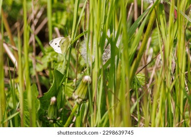 a small white cabbage hangs on a green blade of grass