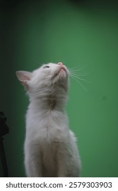 a small white cat was looking up