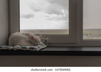 A Small White Cat Sleeps Peacefully On Its Bedding On A Windowsill In A Scandinavian Interior. Outside The Window There Is A Thunderstorm, Clouds And Rain.