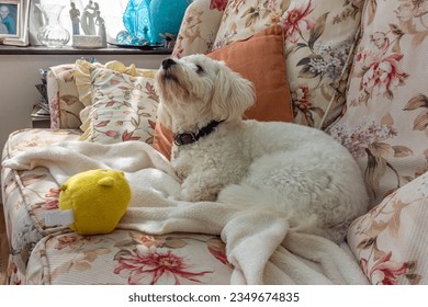 Small, white cavapoo dog relaxing on a settee with his toy - Shutterstock ID 2349674835