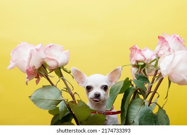 A Small White Chihuahua Dog With Black Eyes And Nose, Big Years And Rose Tongue, Tired After A Birthday Celebration, Feels Happy. No People Studio Photography. The Party Is Over.