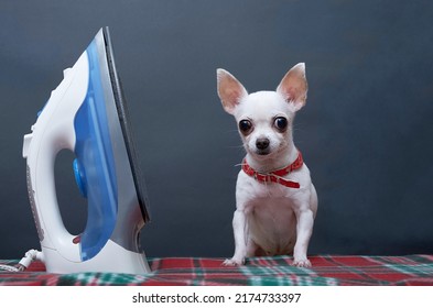 A Small White Chihuahua Dog Sits With His Head Tilted Next To A Blue Electric Iron On A Black Background In The Studio. The Dog Poses With No People While Doing Housework - Ironing.