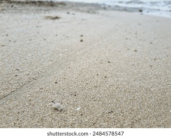 small white crabs on a beach sand background - Powered by Shutterstock