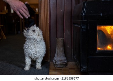 A Small White Curly Dog By The Fireplace In A Cosy Country Pub. 