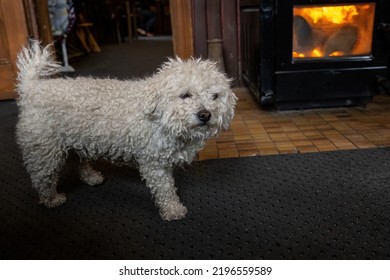 A Small White Curly Dog Walking By The Fireplace In A Cosy Country Pub. 