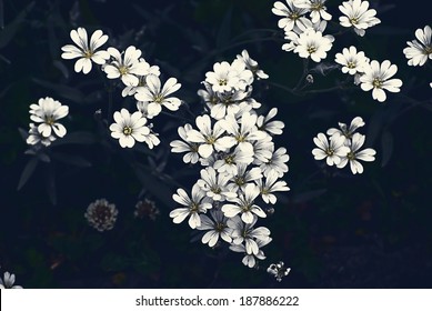 Small White Decorative Flowers
