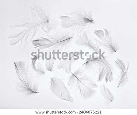 Small White Delicate Feathers Scattered on a White Smooth Background. White Bird Fluff on White Backdrop. Backlit. Smooth Little Pooh.