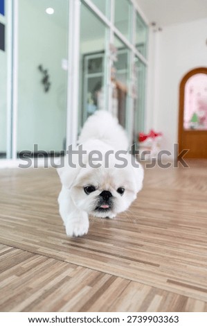 Small white dog approaching the camera on a wooden floor indoors, cute pet portrait with soft background blur.