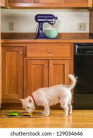 A Small White Dog Eating His Dinner Out Of A Bowl In The Kitchen