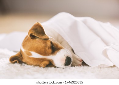 A Small White Dog Puppy Breed Jack Russel Terrier With Beautiful Eyes Sleeping On White Carpet. Dogs And Pet Photography