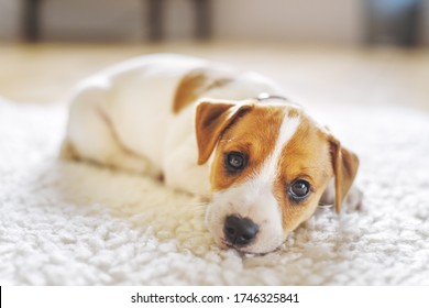 A Small White Dog Puppy Breed Jack Russel Terrier With Beautiful Eyes Lays On White Carpet. Dogs And Pet Photography