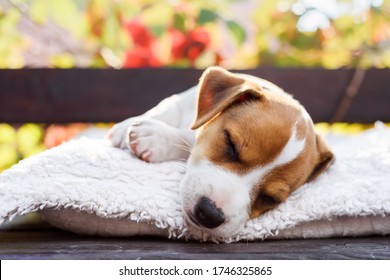 A Small White Dog Puppy Breed Jack Russel Terrier With Beautiful Eyes Lays On White Carpet On Autumn Terrace. Dogs And Pet Photography