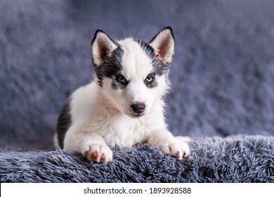 Baby Huskies High Res Stock Images Shutterstock