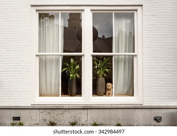 A small white dog with a red collar sitting on the windowsill behind glass the window with a reflection of an old town with clock tower and fortress in it