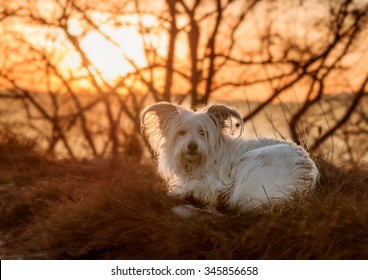 Small White Dog Resting On Top Of The Hill At Sunset