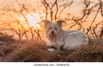 Small White Dog Resting On Top Of The Hill At Sunset