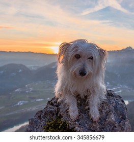 Small White Dog Resting On Top Of The Hill At Sunset