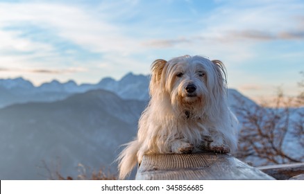 Small White Dog Resting On Top Of The Hill At Sunset