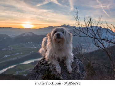 Small White Dog Resting On Top Of The Hill At Sunset