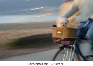 Small white dog riding in the basket of a bicycle