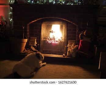 Small White Dog Sat In Front Of Roaring Fire