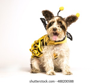 A Small White Dog Is Sitting On A White Background Wearing A Bee Costume For Halloween