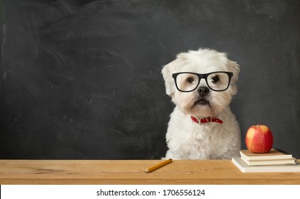 Small white dog sitting at a school desk - Shutterstock ID 1706556124