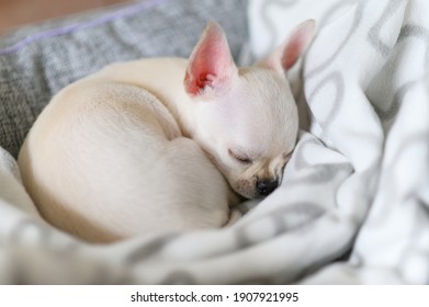 A small white dog sleeps curled up on a blanket. Chihuahua puppy.