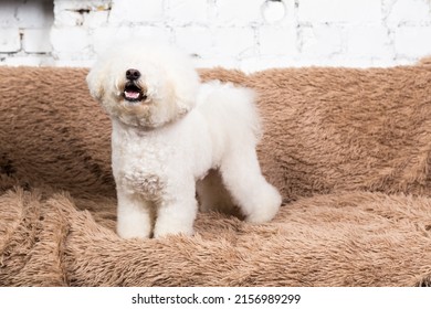 Small White Dog Is Standing On A Couch