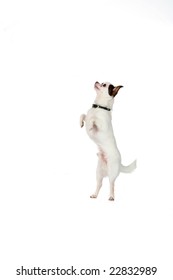 Small White Dog Standing On Back Legs