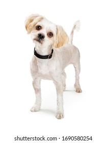 Small White Dog Wagging Tail And Listening Attentively While Standing Isolated On A White Background.