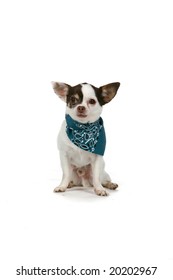 Small White Dog Wearing A Blue Bandana