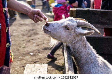 80 Backward curving horns Images, Stock Photos & Vectors | Shutterstock