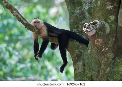 small white faced capuchin monkey relaxed on the tree branch rainforest Manuel Antonio national park - Powered by Shutterstock