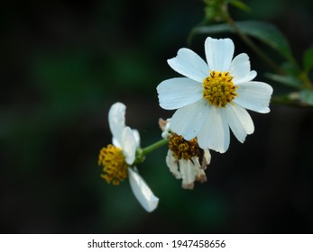 Small White Flowers With Bright Yellow Stamen. Bidens Pilosa Synonyms Biden Alba, Common Names Are Shepherd's Needles, Hairy Beggarticks And Spanish Needles.