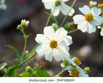 Small white flowers with bright yellow stamen. Bidens pilosa synonyms Biden alba, common names are Shepherd's Needles, Hairy Beggarticks and Spanish Needles.