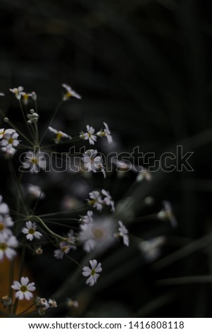 Similar – Image, Stock Photo #A0# Wildflowers