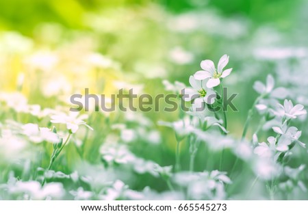 Small white flowers in a field on a beautiful background. Soft focus.