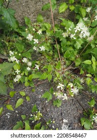 Small White Flowers Of A Flowering Bush In An Urban Park