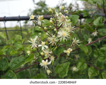 Small White Flowers Of A Flowering Bush In An Urban Park