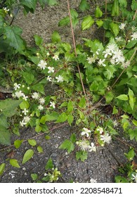 Small White Flowers Of A Flowering Bush In An Urban Park