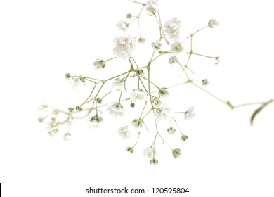Small White Flowers Isolated On White