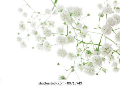 Small White Flowers Isolated On White . Shallow Dof