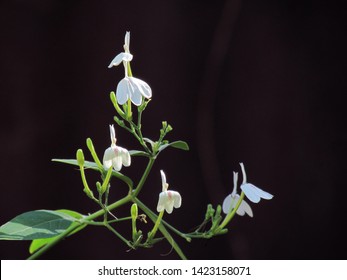 Small white flowers of Rhinacanthus nasutus, White crane flower or snake jasmine, Single flowering and hanging on tree with green leaves on black background.