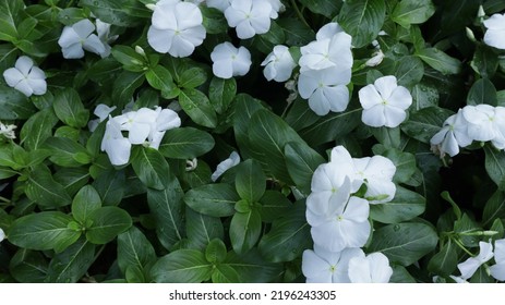 Small White Flowers Spread Out In The City Garden