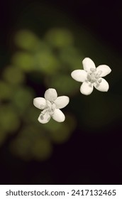 small white flowers, wonderful little white flowers of wild plants