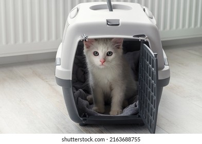  Small white fluffy cat in a pet carrier. Traveling with a cat. Do not leave animals.