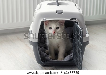  Small white fluffy cat in a pet carrier. Traveling with a cat. Do not leave animals. Stock foto © 
